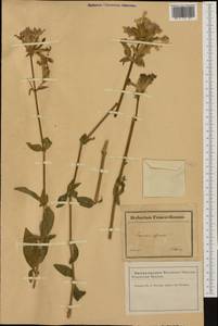 Saponaria officinalis L., Western Europe (EUR) (France)