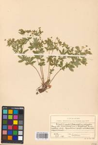 Potentilla erecta (L.) Raeusch., Eastern Europe, Moscow region (E4a) (Russia)