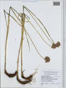 Allium hymenorhizum Ledeb., Middle Asia, Western Tian Shan & Karatau (M3) (Kyrgyzstan)