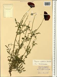 Roemeria ocellata, Caucasus, North Ossetia, Ingushetia & Chechnya (K1c) (Russia)
