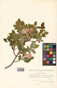 Rosa acicularis Lindl., Siberia, Chukotka & Kamchatka (S7) (Russia)