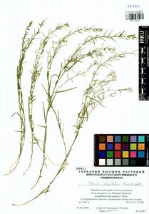 Thesium longifolium Turcz., Siberia, Baikal & Transbaikal region (S4) (Russia)