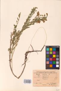 Genista tinctoria L., Eastern Europe, Central forest-and-steppe region (E6) (Russia)