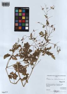 KUZ 000 098, Geranium robertianum L., Siberia, Altai & Sayany Mountains (S2) (Russia)
