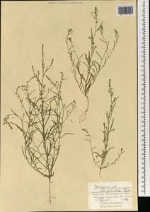 Corispermum mongolicum Iljin, Mongolia (MONG) (Mongolia)