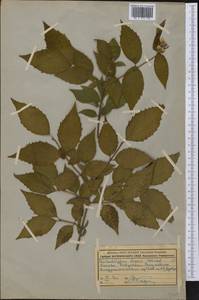 Philadelphus coronarius L., Botanic gardens and arboreta (GARD) (Russia)