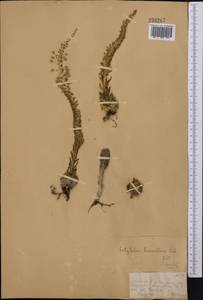 Orostachys thyrsiflora (DC.) Fisch. ex Sweet, Middle Asia, Dzungarian Alatau & Tarbagatai (M5) (Kazakhstan)