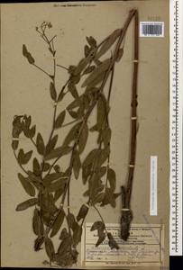 Poacynum sarmatiense (Woodson) Mavrodiev, Laktionov & Yu. E. Alexeev, Caucasus, Azerbaijan (K6) (Azerbaijan)