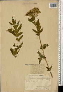 Tanacetum macrophyllum (Waldst. & Kit.) Sch. Bip., Caucasus, Dagestan (K2) (Russia)