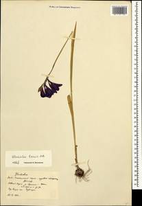 Gladiolus tenuis M.Bieb., Caucasus, South Ossetia (K4b) (South Ossetia)