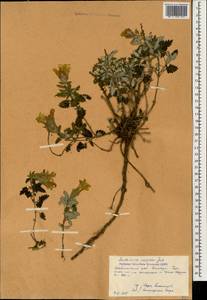 Scutellaria caucasica A.Ham., Caucasus, Stavropol Krai, Karachay-Cherkessia & Kabardino-Balkaria (K1b) (Russia)