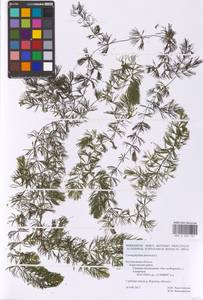 Ceratophyllum demersum L., Eastern Europe, Central forest-and-steppe region (E6) (Russia)