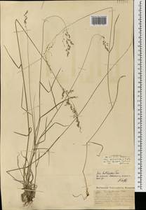 Poa glauca subsp. altaica (Trin.) Olonova & G.H.Zhu, Mongolia (MONG) (Mongolia)