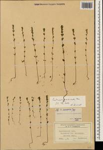 Euphrasia pectinata Ten., Caucasus, Krasnodar Krai & Adygea (K1a) (Russia)