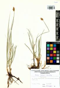 Carex enervis C.A.Mey., Siberia, Yakutia (S5) (Russia)