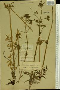 Valeriana rossica P. A. Smirn., Eastern Europe, Central forest-and-steppe region (E6) (Russia)