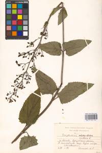 Scrophularia nodosa L., Eastern Europe, Moscow region (E4a) (Russia)