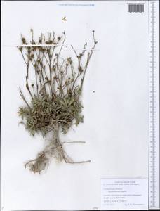 Linum ucranicum Czern. ex Gruner, Eastern Europe, Middle Volga region (E8) (Russia)