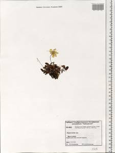 Dryas octopetala subsp. incisa Malyschev, Siberia, Central Siberia (S3) (Russia)