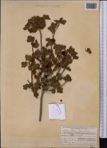 Ribes villosum Wall., Middle Asia, Pamir & Pamiro-Alai (M2) (Tajikistan)