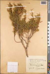 Juniperus semiglobosa Regel, Middle Asia, Western Tian Shan & Karatau (M3) (Kazakhstan)
