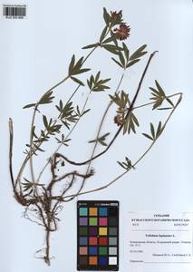 KUZ 000 858, Trifolium lupinaster L., Siberia, Altai & Sayany Mountains (S2) (Russia)