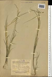 Cleistogenes serotina (L.) Keng, Eastern Europe, Rostov Oblast (E12a) (Russia)