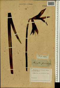 Sprekelia formosissima (L.) Herb., Africa (AFR) (Russia)