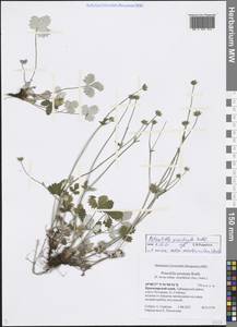 Potentilla ×prostrata Rottb., Siberia, Central Siberia (S3) (Russia)