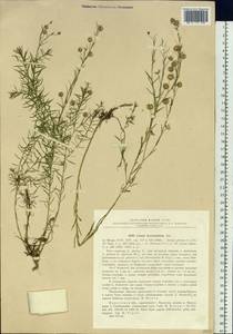 Linum perenne subsp. perenne, Siberia, Baikal & Transbaikal region (S4) (Russia)