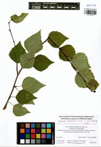 Betula pendula × pubescens, Siberia, Yakutia (S5) (Russia)