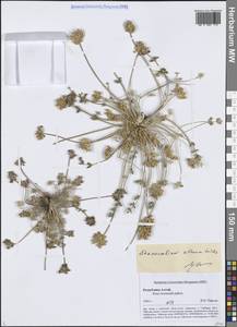 Stenocoelium athamantoides (M.Bieb.) Ledeb., Siberia, Altai & Sayany Mountains (S2) (Russia)