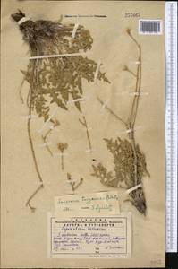 Saussurea turgaiensis B. Fedtsch., Middle Asia, Western Tian Shan & Karatau (M3) (Kazakhstan)