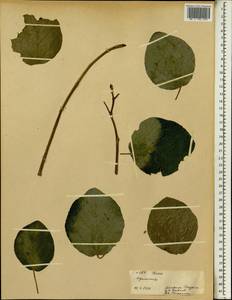 Ficus, Africa (AFR) (Ethiopia)