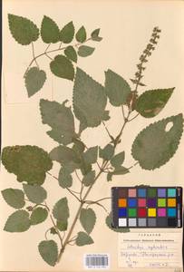 MHA 0 156 083, Stachys sylvatica L., Eastern Europe, West Ukrainian region (E13) (Ukraine)