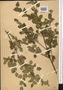 Betula microphylla Bunge, Middle Asia, Western Tian Shan & Karatau (M3) (Kazakhstan)