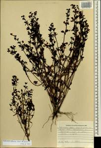 Pedicularis adunca Bieb. ex Stev., Siberia, Yakutia (S5) (Russia)
