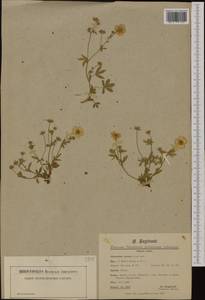 Potentilla aurea L., Western Europe (EUR) (Switzerland)