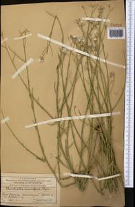 Chondrilla leiosperma Kar. & Kir., Middle Asia, Western Tian Shan & Karatau (M3) (Tajikistan)