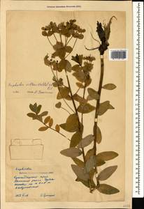 Euphorbia illirica Lam., Caucasus, Krasnodar Krai & Adygea (K1a) (Russia)