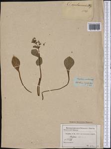 Claytonia sibirica L., America (AMER) (Not classified)