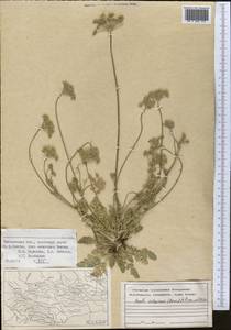 Libanotis calycina Korov., Middle Asia, Western Tian Shan & Karatau (M3) (Uzbekistan)