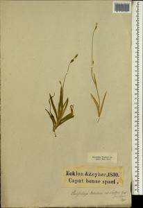Geissorhiza tabularis Goldblatt, Africa (AFR) (South Africa)