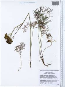 Ostericum tenuifolium (Pall. ex Spreng.) Y.C.Chu, Siberia, Baikal & Transbaikal region (S4) (Russia)