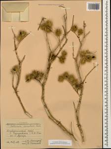 Solanum angustifolium Houst. ex Mill., Caucasus, Stavropol Krai, Karachay-Cherkessia & Kabardino-Balkaria (K1b) (Russia)