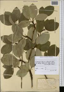 Populus suaveolens Fisch., Siberia, Yakutia (S5) (Russia)