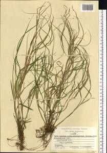 Carex leporina L., Eastern Europe, Central region (E4) (Russia)