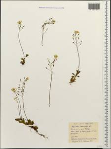 Draba sibirica (Pall.) Thell., Caucasus, Stavropol Krai, Karachay-Cherkessia & Kabardino-Balkaria (K1b) (Russia)