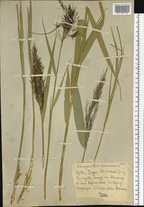 Phragmites australis (Cav.) Trin. ex Steud., Siberia, Altai & Sayany Mountains (S2) (Russia)