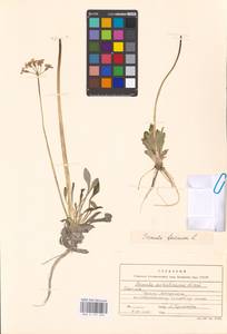 Primula farinosa L., Siberia, Russian Far East (S6) (Russia)